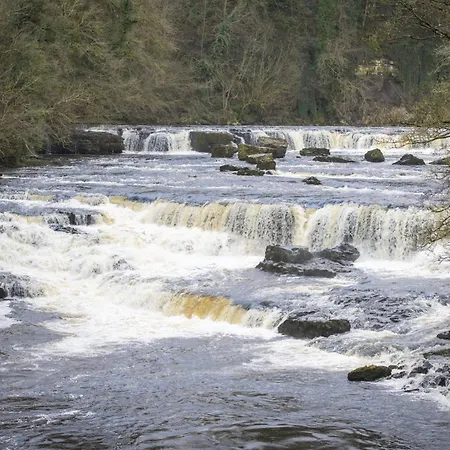 Kitten 1 West Witton