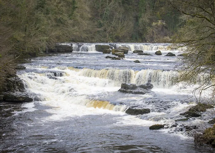 Kitten 1 West Witton